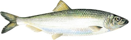 Försvinner doften-bild på fisk