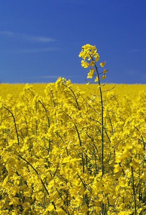 Tillverka biodiesel enkelt och säkert1